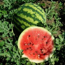 Соль-илецкие арбузы представлены на конкурсе «Вкусы России»