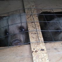 Под Акбулаком остановили контрабандистов, которые пытались вывезти медвежат в Узбекистан