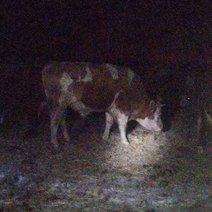 Под Соль-Илецком бык насмерть затоптал скотника (18+)