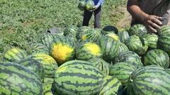 На полях Соль-Илецкого округа уже собрано 36 тысяч тонн арбузов