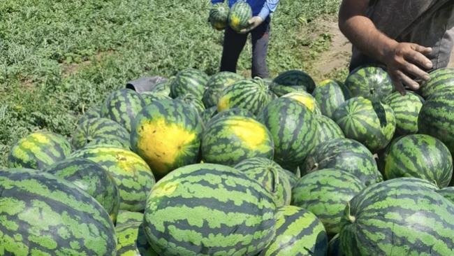 На полях Соль-Илецкого округа уже собрано 36 тысяч тонн арбузов