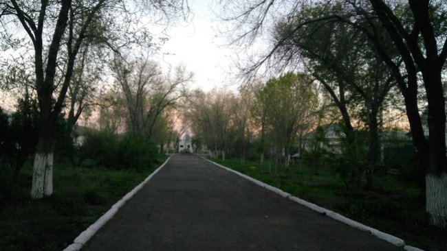 В Соль-Илецке появляются клумбы и высаживаются деревья