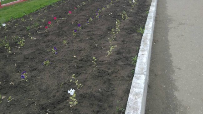 Во сколько Соль-Илецкому бюджету обошлись цветочные клумбы и саженцы деревьев