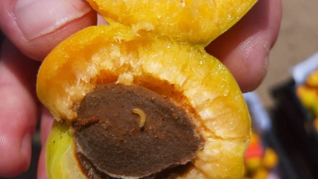 Под Акбулаком развернули 78 тонн абрикосов из ближнего зарубежья с гусеницами 