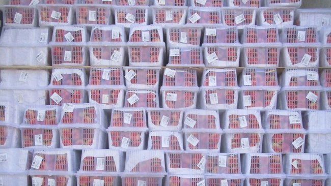 Через границу в Акбулакском районе не пустили 45 тысяч роз