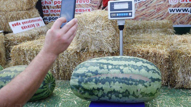 Соль-илецкий арбуз признали самым сладким на всероссийском агробатле