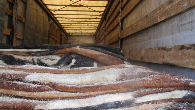 На границе под Акбулаком пресечен ввоз 20 тонн шкур КРС