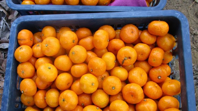 Почти 15 тонн мандаринов без документов вернули из Акбулака  в страны ближнего зарубежья