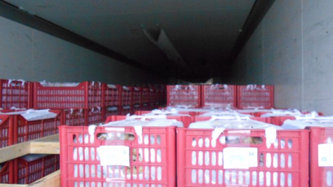 В Акбулаке задержали 17 тонн опасных томатов из Казахстана