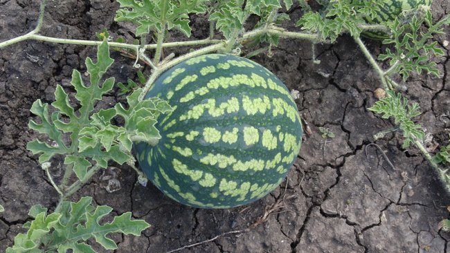 Соль-илецкие бахчеводы не знают, выходить ли в поля