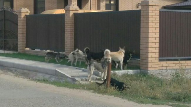 СКАЗАНО: глава Соль-Илецка о вопросе безнадзорных животных 