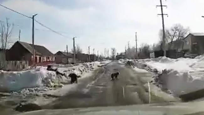 В Соль-Илецке на ребёнка напала собака  