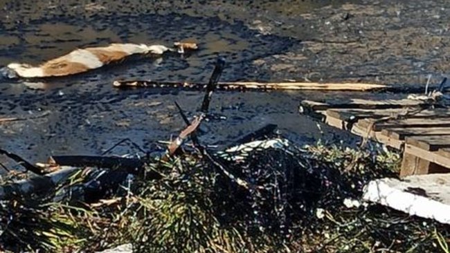 Собак, попавших в гудроновое озеро, спасти не удалось (18+)