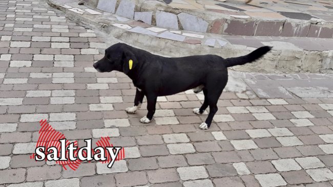 В Соль-Илецке на отлов безнадзорных животных собираются потратить почти 8 млн рублей