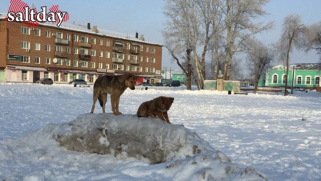 В Соль-Илецке снят карантин по бешенству животных