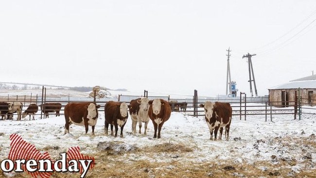 В Соль-Илецком селе ввели карантин по бешенству животных