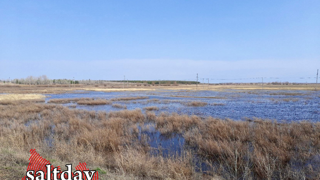 Жители города боятся бродячих собак