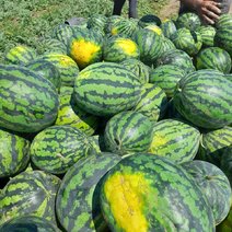 В Соль-Илецком округе планируется засеять 24 тысячи гектаров арбузов и дынь