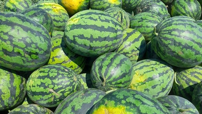 В Соль-Илецком округе планируется засеять 24 тысячи гектаров арбузов и дынь