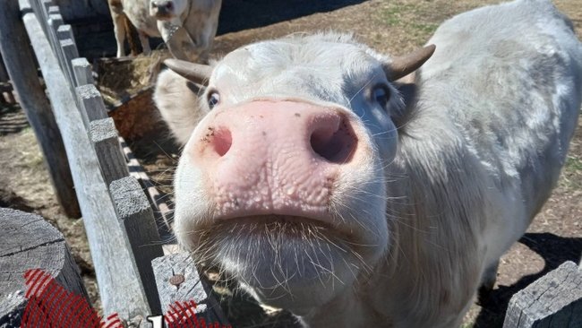 В Акбулакском районе взбесившаяся корова покалечила троих детей