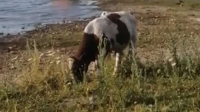 В Соль-Илецком селе сняли карантин по бешенству животных