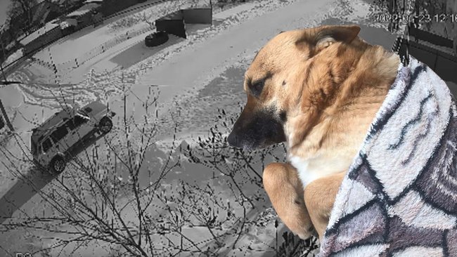 Суд Соль-Илецка поставил точку в деле о стрельбе по собаке