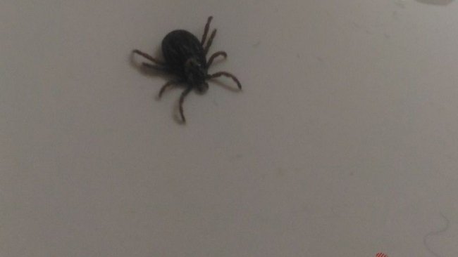 В Соль-Илецком округе выявлены клещи-носители иксодового клещевого боррелиоза