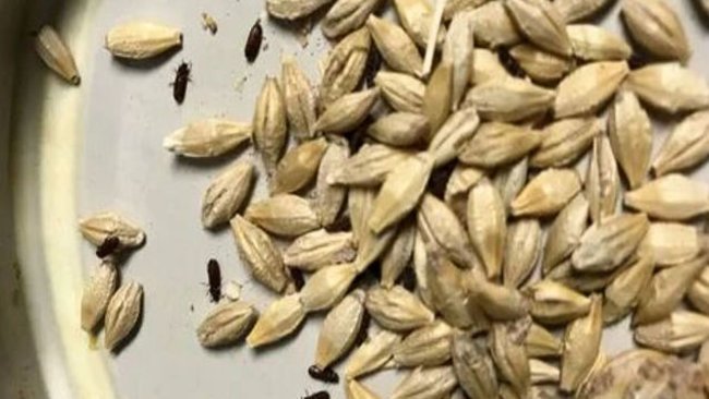 В Соль-Илецке пресекли вывоз из страны зараженной партии ячменя