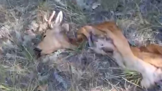 Житель Соль-Илецка обнаружил трупы животных в лесопосадке за «Новым Элеватором» (18+)