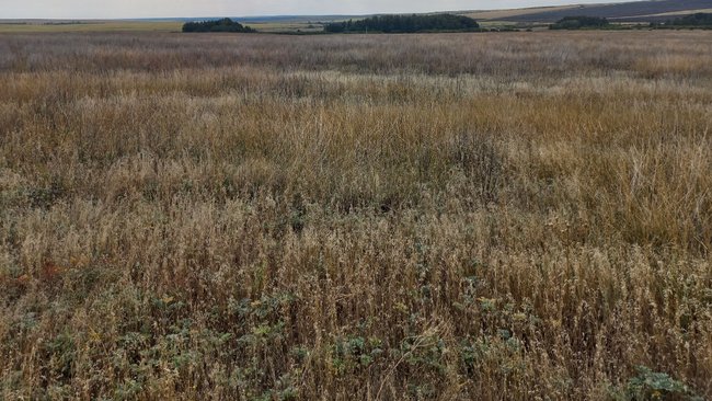 В Соль-Илецком округе обнаружено более 42 гектаров сельхозугодий, заросших сорной травой 