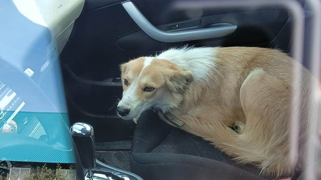 Соль-илецкий стрелок по собакам вновь взялся за старое