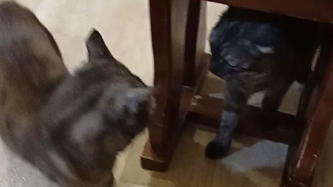 Сольилечанка получила штраф за избиение женщины во дворе своего дома