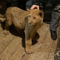 Что известно о контрабанде львенка Цезаря, найденного в угнанной «Газели» у границы