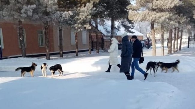 В Соль-Илецке женщина просит моральную компенсацию за нападение на нее стаи собак