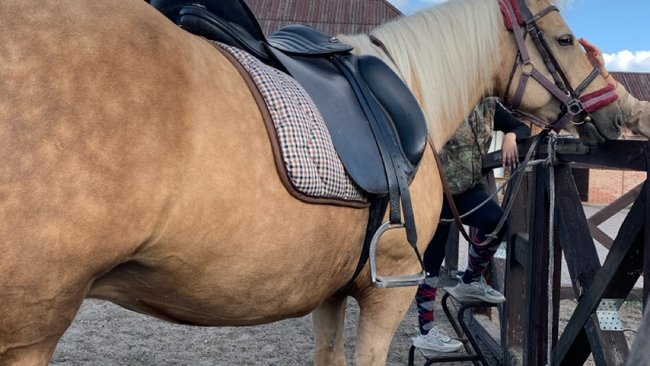 В Соль-Илецке лошади погубили сено на чужом земельном участке 