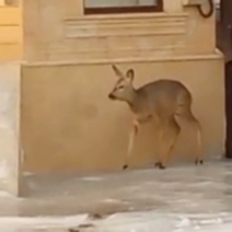 В Минприроды Оренбуржья рассказали, почему дикие животные выходят к людям