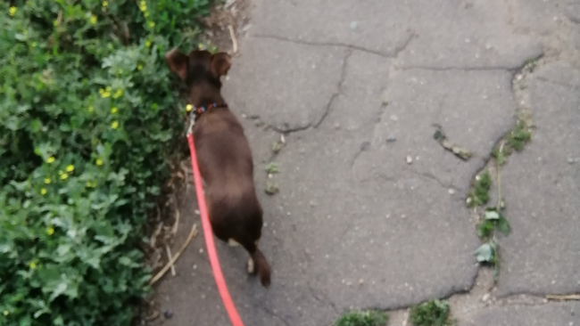 Прокуратура Соль-Илецка требует обустроить площадки для выгула домашних животных