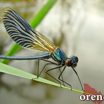 Главный синоптик Оренбуржья рассказал о погоде на весну, лето и осень