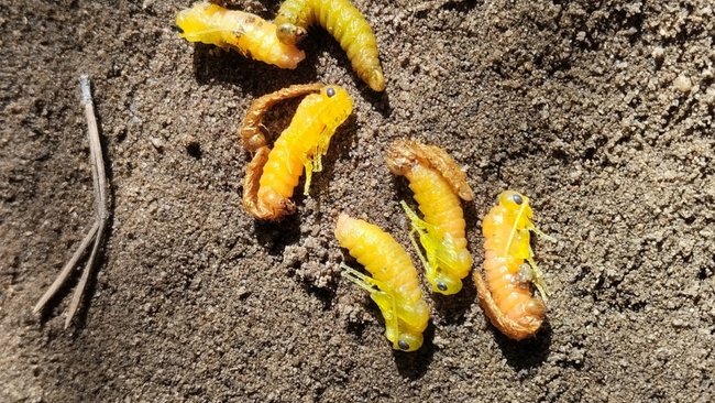 В Соль-Илецке обследовали очаги вредителей леса – пилильщиков