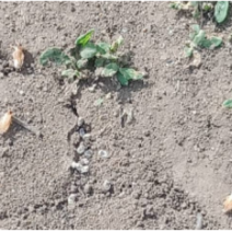 В Соль-Илецком округе зафиксировали начало отрождения личинок саранчи