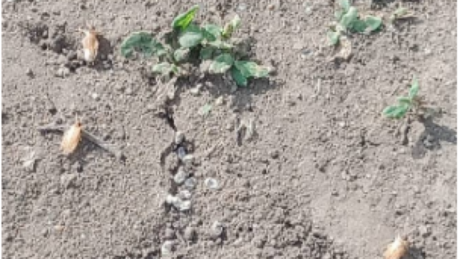 В Соль-Илецком округе зафиксировали начало отрождения личинок саранчи