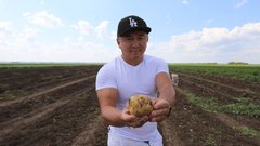 В Соль-Илецком округе идет сбор ранних овощей