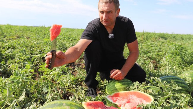 В Оренбургской области собрано уже 27 тысяч тонн арбузов