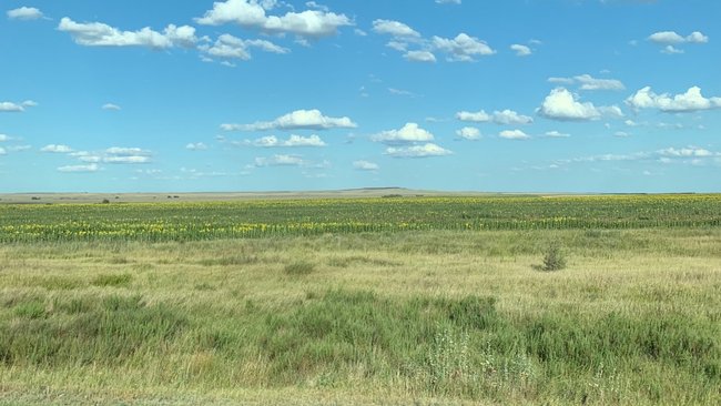 Соль-Илецкие аграрии в числе лидеров по области