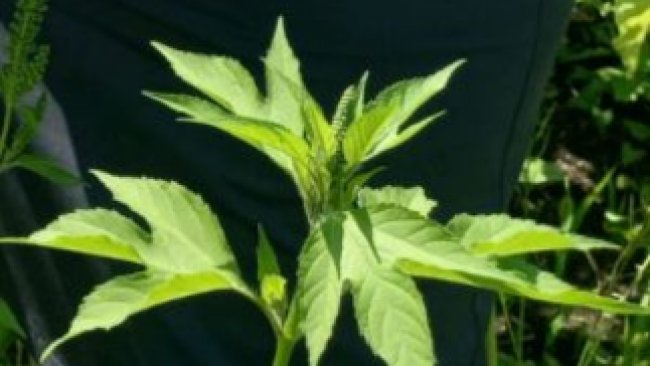 В Соль-Илецке обнаружили заросли амброзии