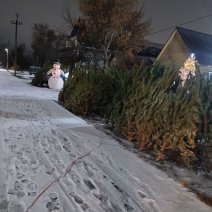 Во сколько жителям Соль-Илецка обойдётся покупка живой ёлки на Новый год