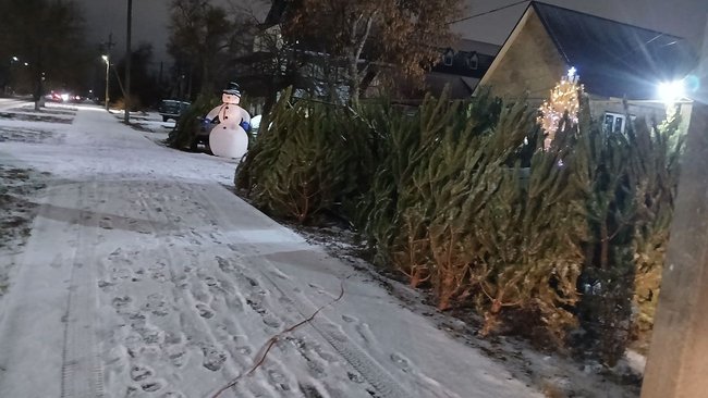 Во сколько жителям Соль-Илецка обойдётся покупка живой ёлки на Новый год