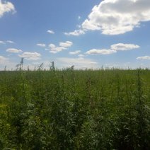 В Соль-Илецком округе обнаружены сельхозземли, заросшие коноплей