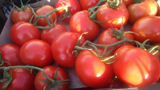 В Соль-Илецке на складе временного хранения выявили карантинного вредителя в партиях томатов