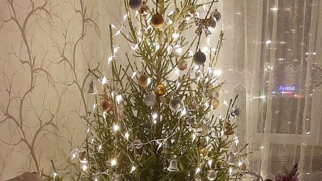 В Соль-Илецке наказали нелегального продавца новогодних елей